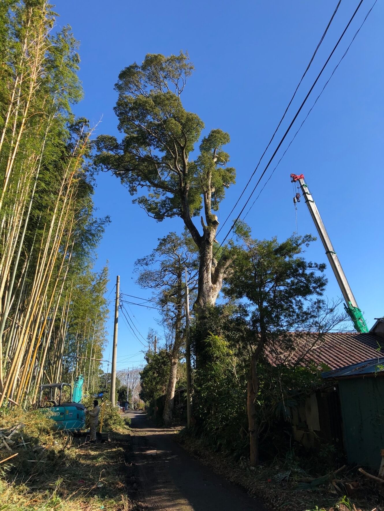 住宅地・狭い道路での伐採