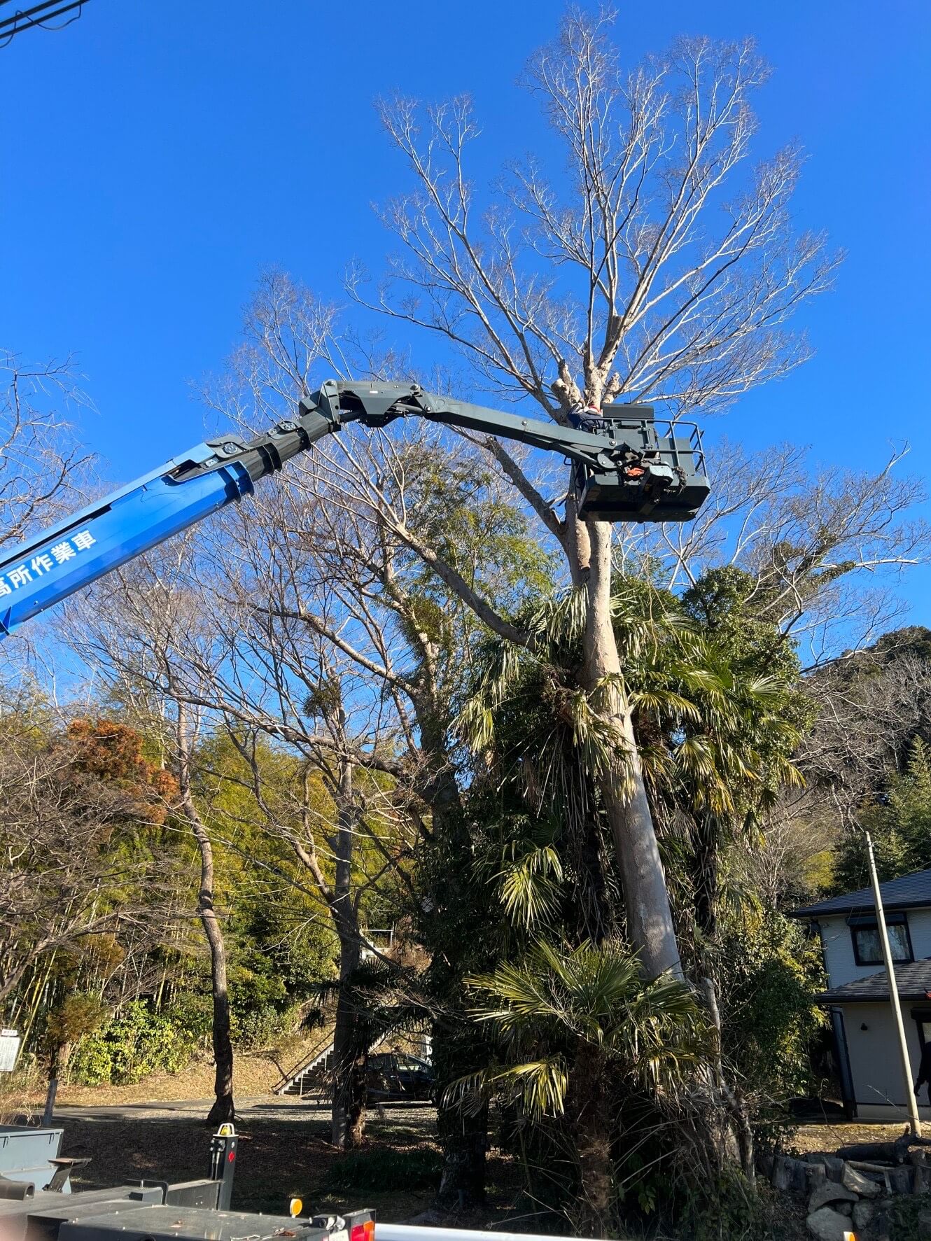 安全で確実な高木処理